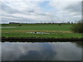 SE6108 : Sheep on Croft Ings by Christine Johnstone