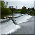 SK4033 : The remains of a tree blocks part of Borrowash Weir by David Lally