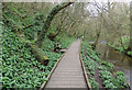 SE9887 : Boardwalk beside the River Derwent by Pauline E