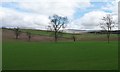 NY6327 : Two trees on an old field boundary, south of Hag Wood by Christine Johnstone