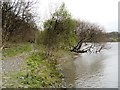 NY2031 : Bassenthwaite Shore by David Dixon