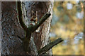 NJ0120 : Red Squirrel at Nethy Bridge by Peter Trimming