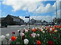 TF5282 : Tulips in Sutton on Sea by Steve  Fareham