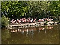 SD4314 : Chilean Flamingos, Martin Mere Wetland Centre by David Dixon