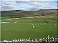 NY7604 : Sheep and lambs, west of Croop Farm by Christine Johnstone