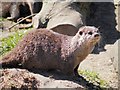 SD4214 : Asian Otter at Martin Mere by David Dixon