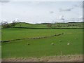 SD8756 : Sheep and lambs alongside Crane Field Beck by Christine Johnstone