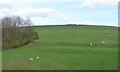 SD9055 : Sheep pasture, south of Espber Farm by Christine Johnstone