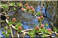 SE2462 : Larch roses near Mill Dam by Derek Harper