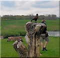 TQ8352 : Hawk at Falconry display at Leeds Castle by Paul Gillett