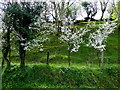 H4480 : Trees in blossom, Dunbreen by Kenneth  Allen