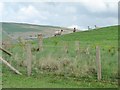 NY2333 : Sheep and lambs behind a newly-planted hedge by Christine Johnstone