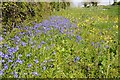 SP0904 : Bluebells and cowslips by Philip Halling