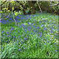 SE7281 : Bluebell patch by Pauline E