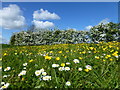 TL1197 : Buttercups, daisies and hawthorn blossom by Richard Humphrey