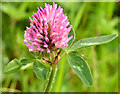 J3873 : Red clover, Comber Greenway, Belfast (May 2014) by Albert Bridge