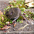 J3271 : Mouse, Belfast by Rossographer