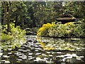 SJ7481 : Golden Brook and the Japanese Garden at Tatton Park by David Dixon