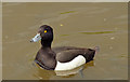 J4774 : Tufted duck, Kiltonga, Newtownards - May 2014(1) by Albert Bridge