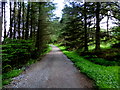 H5776 : Pathway, Loughmacrory by Kenneth  Allen