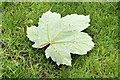 J3471 : Leaf and raindrops, Stranmillis, Belfast by Albert Bridge