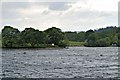 NY3602 : Windermere Shore, Pull Wyke Bay by David Dixon