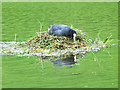 NZ1001 : Coot's nest by Oliver Dixon