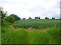 SU1619 : Breamore, cornfield by Mike Faherty