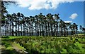 NS6526 : A Heronry Near Muirkirk by Mary and Angus Hogg