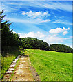 NZ8703 : Farm Track Leading From Leas Head Farm by Scott Robinson