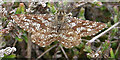 NJ3265 : Common Heath Moth (Ematurga atomaria) by Anne Burgess