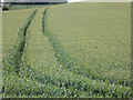 SY8595 : Bere Regis: cornfield at Muddox Barrow Farm by Chris Downer