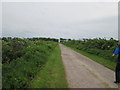 NX9255 : The  track  to  Mersehead  Plantation by Martin Dawes