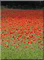 SE8675 : A blaze of poppies by Pauline E