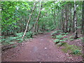 TM4667 : Path in woodland near Westleton Walks, RSPB Minsmere by Roger Jones