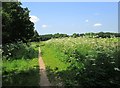 SO8578 : Weeds by footpath adjacent to Hurcott Wood, near Kidderminster by P L Chadwick