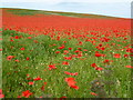 TF7720 : Poppies on Massingham Heath, Norfolk by Richard Humphrey