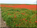 TF7720 : A field of poppies on Massingham Heath, Norfolk by Richard Humphrey