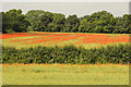 SK6756 : Poppies near Southwell Trail by Richard Croft