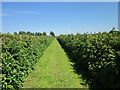 SJ4053 : Raspberry Crop at Holt by Jeff Buck