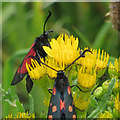 TA1281 : Burnet moths feeding on ragwort by Pauline E