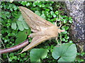 SJ3664 : The Drinker moth - Euthrix potatoria (1) by John S Turner