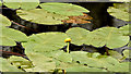 J3370 : Water lilies, Lagan towpath, Belfast (July 2014) by Albert Bridge