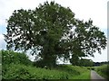 SU6126 : Tree alongside the road called Brockwood Bottom by Christine Johnstone