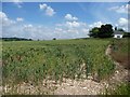 SU6231 : Corner of a wheatfield, north of Tegg Down Road by Christine Johnstone