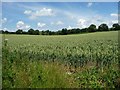 SU6427 : Wheatfield in a slight valley by Christine Johnstone