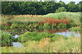 SK5744 : Valley Road Park Flood Plain, Nottingham NG5 by David Hallam-Jones