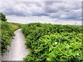 SJ4082 : Mersey Way Coastal Path, Speke and Garston Nature Reserve by David Dixon