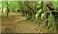 J4077 : Path and trees, Redburn Country Park, Holywood - July 2014(2) by Albert Bridge