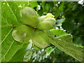 SK9418 : Corylus avellana by Bob Harvey